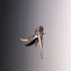 Anigraea cinctipalpis