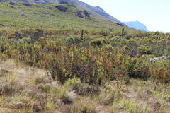 Erica curviflora curviflora
