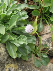 Globularia meridionalis