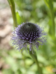 Globularia meridionalis
