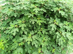 Broussonetia papyrifera