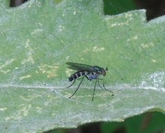 Plagioneurus univittatus