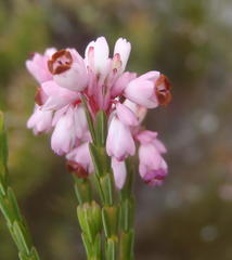 Erica articularis