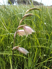 Gladiolus papilio