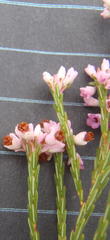 Erica articularis