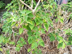 Broussonetia papyrifera