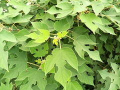 Broussonetia papyrifera