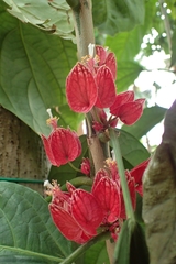Pavonia strictiflora