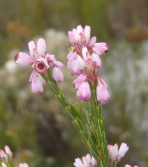 Erica articularis