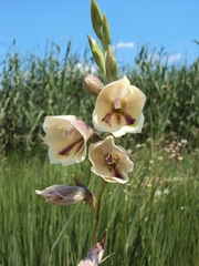 Gladiolus papilio