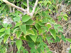 Broussonetia papyrifera