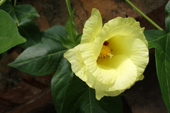 Gossypium barbadense