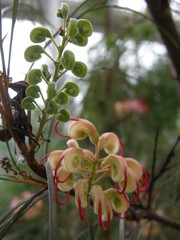 Grevillea johnsonii