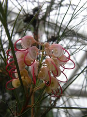 Grevillea johnsonii