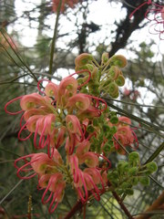 Grevillea johnsonii