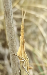 Acrida ungarica