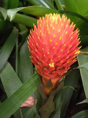 Guzmania conifera