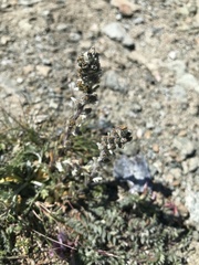 Artemisia genipi
