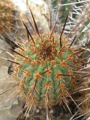 Haageocereus acranthus