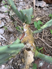 Cactoblastis cactorum