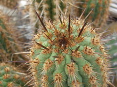 Haageocereus acranthus