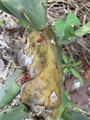 Cactoblastis cactorum