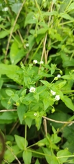 Stellaria aquatica