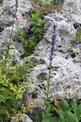 Asyneuma campanuloides