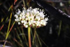 Hermas quercifolia