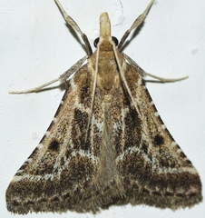 Stemmatophora borgialis