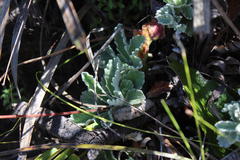 Hermas quercifolia