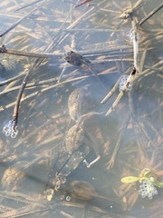Hyla wrightorum