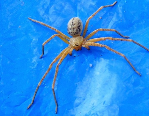 Curicaberis culiacan