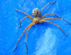 Curicaberis culiacan