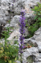 Asyneuma campanuloides