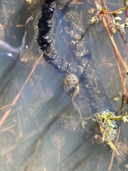 Hyla wrightorum