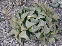 Haworthia retusa