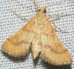 Metasia ibericalis