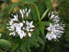 Veronica albicans