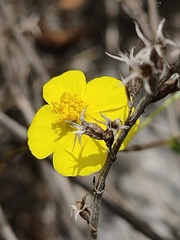 Fumana ericoides
