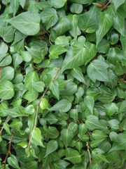 Hedera pastuchovii