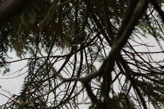 Regulus regulus azoricus