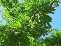 Vachellia natalitia