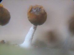 Physarum melleum