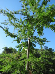 Vachellia natalitia