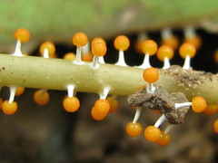 Physarum melleum