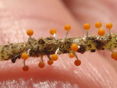 Physarum melleum