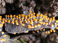 Physarum melleum