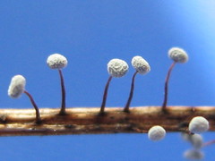 Physarum melleum