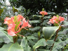 Hedychium greenii